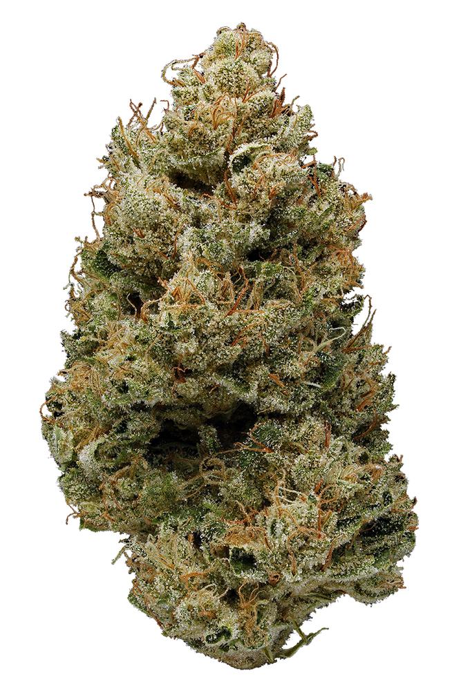 Banana Kush is a highly potent indica-dominant hybrid (60% indica / 40% sativa) known for its high THC levels, often testing between 25-30% THC. This strain delivers a powerful body high with a euphoric cerebral buzz, making it a favorite among experienced users who enjoy heavy-hitting strains with a smooth, tropical flavor.