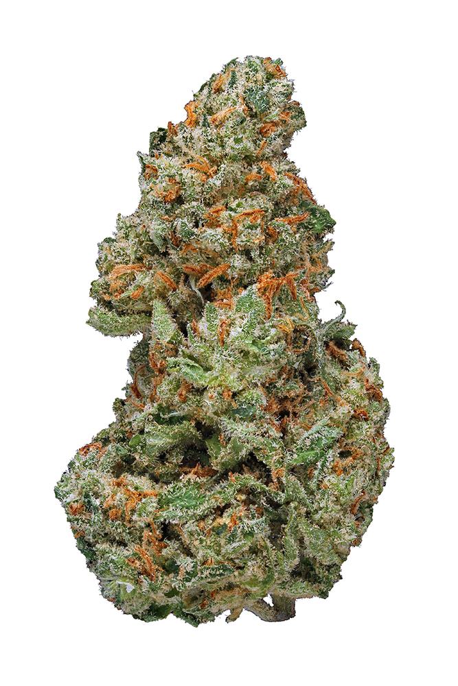 XJ-13 is a highly popular hybrid cannabis strain known for its uplifting and euphoric effects, with high THC levels that typically range from 18% to 25%. It’s a cross between the sativa-dominant Jack Herer and the indica G13 Haze, offering a balance of both cerebral stimulation and a mild body relaxation.