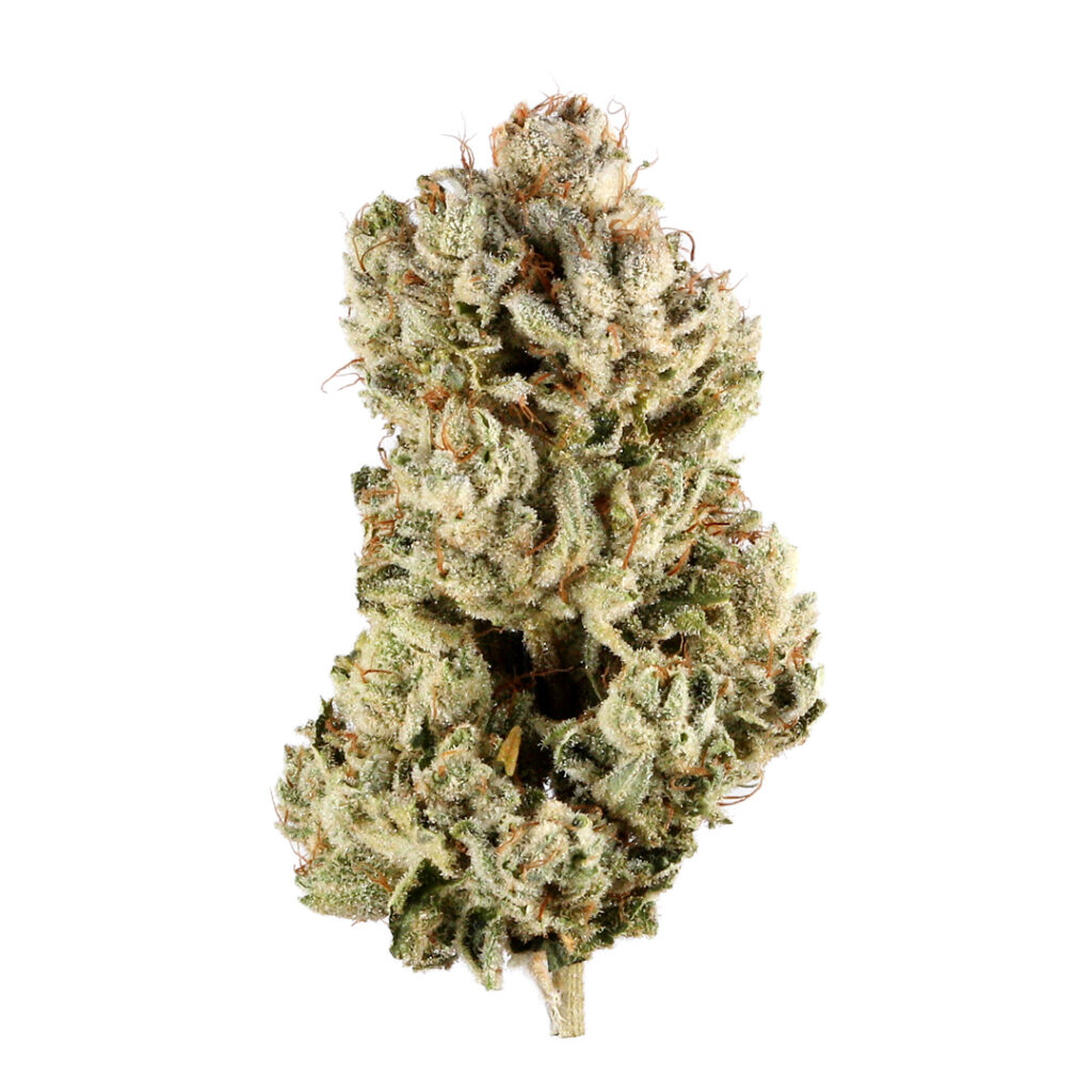 Gorilla Glue (also known as GG4) is a highly potent hybrid strain, renowned for its exceptional THC levels, often ranging between 25% and 30%, making it a favorite among experienced cannabis users with a high tolerance. This strain is a cross between Chocolate Diesel, Sour Dubb, and Chem's Sister, and it is celebrated for its powerful effects and strong, sticky resin production.