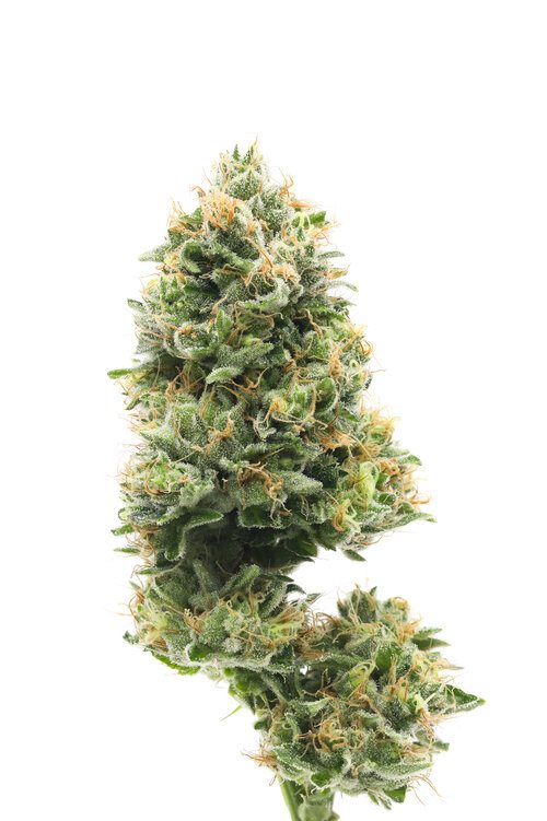 blue-cheesejpeg - ASG Weed Delivery Santa Monica Dispensary